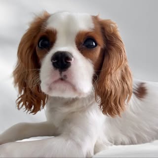 Jasper