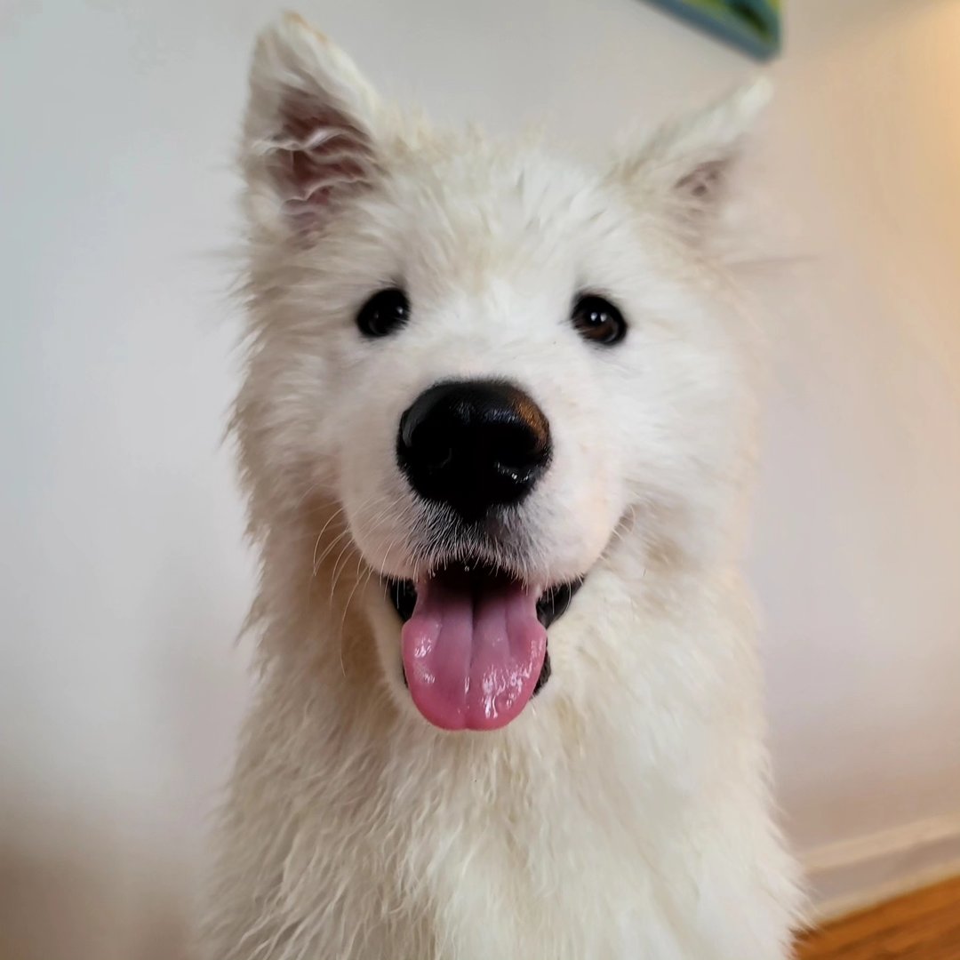 Maximus The Samoyed