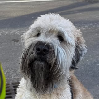 Rooster the Wheaten Terrier