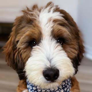 Wally the Bernedoodle