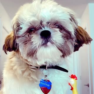 Ketchup🐶