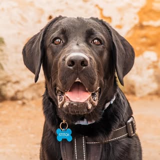 Stitch The Lab