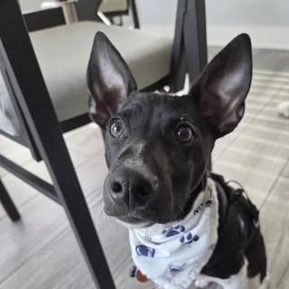 Bentley Louis