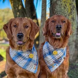 Nico + Ransom | Golden Retrievers