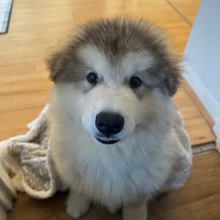 Pacha The Alaskan Malamute 🐾