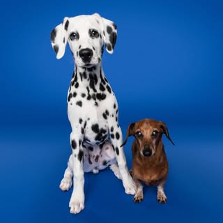🙋🏼♀️ Selby 🐶 Kovu & Disco 🪩