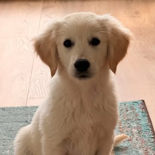 Cooper | Golden Retriever Puppy | Dublin 🦮