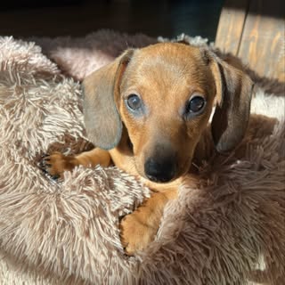 Charlie