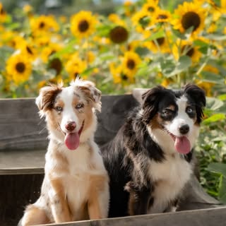 Sydney & Sintra | Mini Aussies