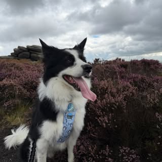 Harry - The Border Collie 💙