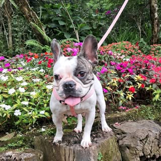 Maya Mi Frenchie