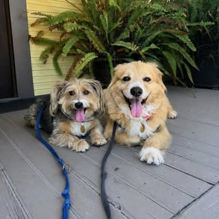 Piper and Teddy | Dog content creators