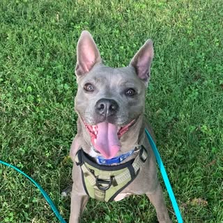 Cinder | The Pitbull/Staffy Mix