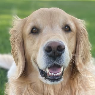 London Sofia | AKC Golden Retriever