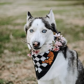 Bōshi the Husky
