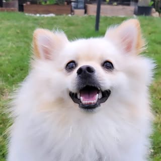 Dallu the pomerenian puppy