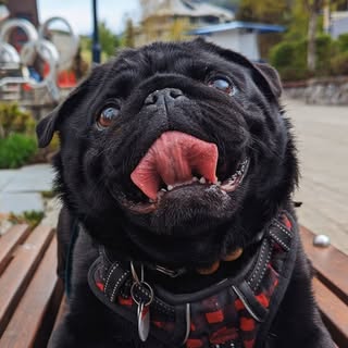 Turtle the Pug