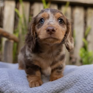 Monte the Mini Dachshund