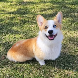 Dobby the corgi