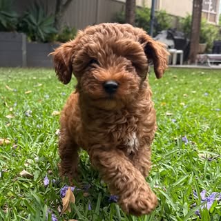 Carlos the Toy Cavoodle 🐾🦴