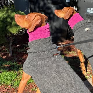 Vizsla Sisters Ruby_Raelynn