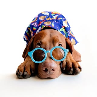 Angel O’dee & Floki | Vizsla boys