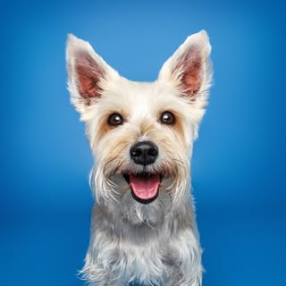 Benji