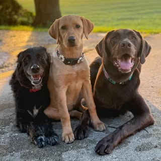 Leila & the Sugar Rush Pack | Pet & Family Lifestyle