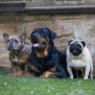 Naomi & Marnie, Petey, Luther ♥️