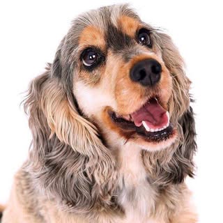 Willow 🍁 Sable Cocker Spaniel
