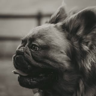 Savage Frenchies