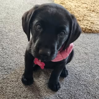Beaut Bonnie