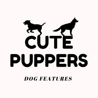 Dog Features 🐾🐶