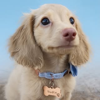 Nudle the weiner dog