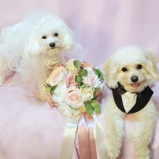 Clyde & Lola - The Toy Poodle Soulmates