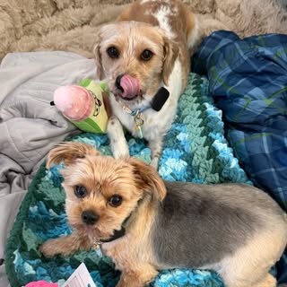 Winston and Baxter the Pickle Pupz