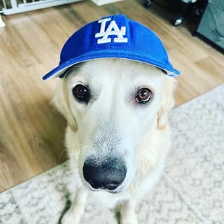 Dodger