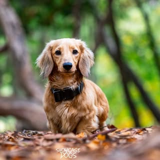 enzo.the.mini.daxie
