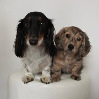 Charli & Rocco - Mini Dachshunds
