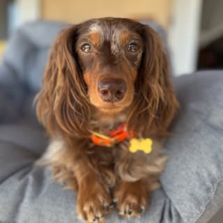 𝓤𝓽𝓪 𝓽𝓱𝓮 𝓶𝓲𝓷𝓲 𝓵𝓸𝓷𝓰 𝓱𝓪𝓲𝓻𝓮𝓭 𝓭𝓪𝓬𝓱𝓼𝓱𝓾𝓷𝓭 🌭