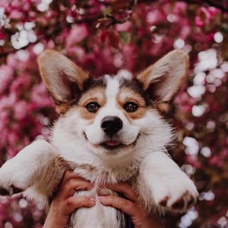 Tom • Pembroke welsh corgi