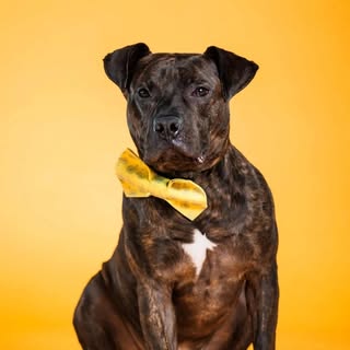 Franklin County Dog Shelter & Adoption Center
