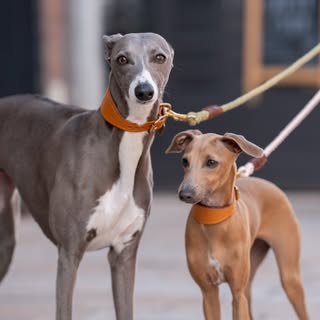 Rain the Whippet & Ginny the Iggy