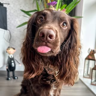 B U Z Z 🐶