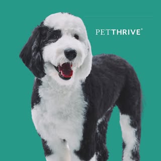 @petthrive