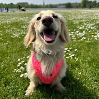 🧈🐶 Butters the Miniature Dachshund 🐶 🧈