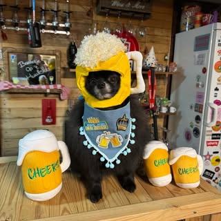 💙Dogfluencers here to make you smile!💙 | UGC creator