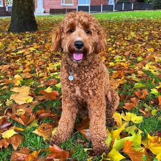 Rupert the Mini Goldendoodle 🐾