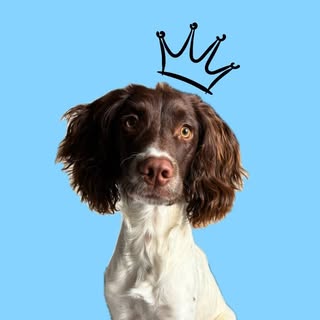 Clarence The Springer