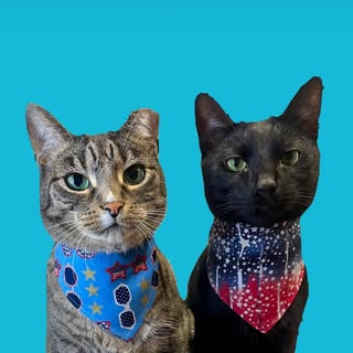 🐱Milo & Bean 🐱